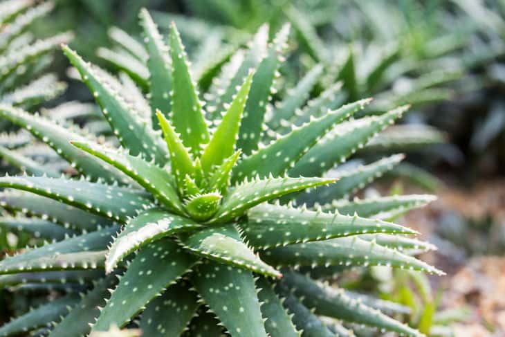 Aloe vera plants