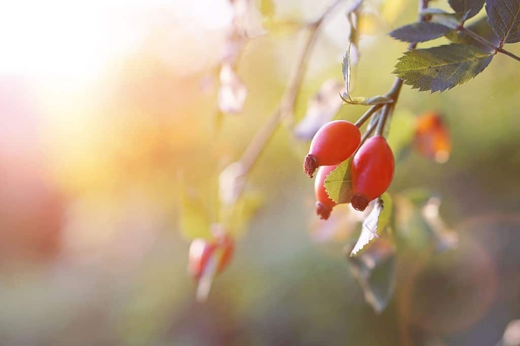 Branch of ripe rose hip in sunlight