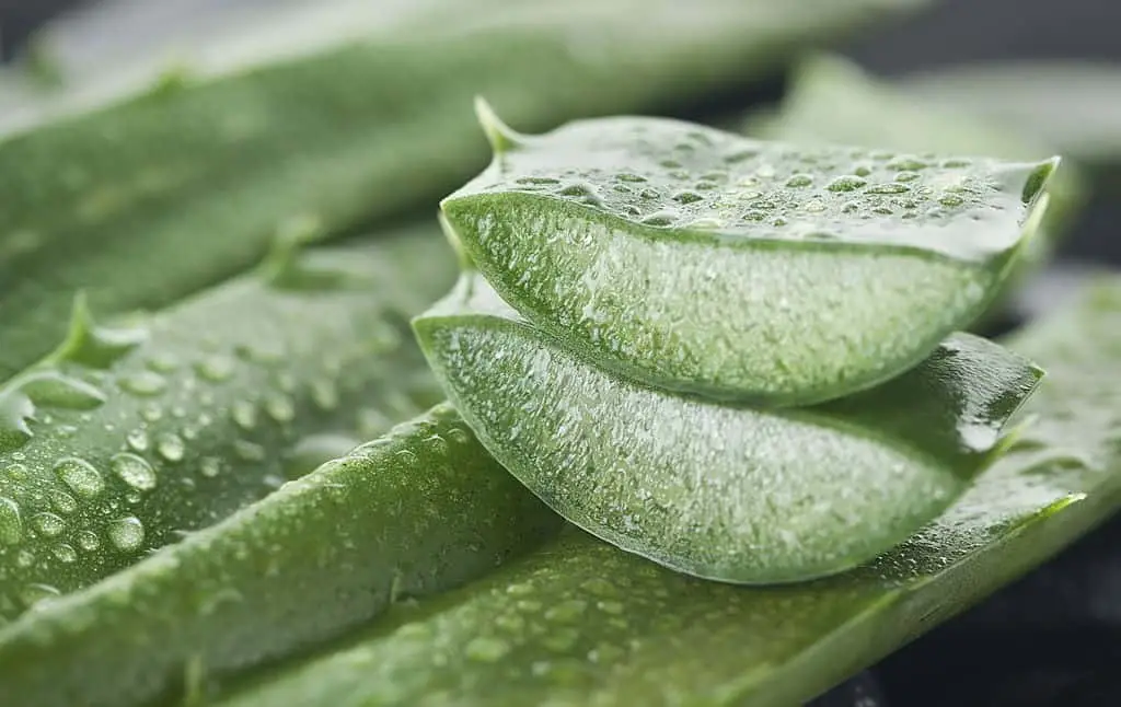 Dewy aloe slices on aloe stalks