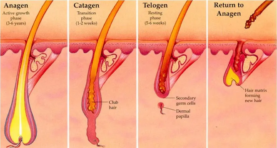 hair growth cycle work