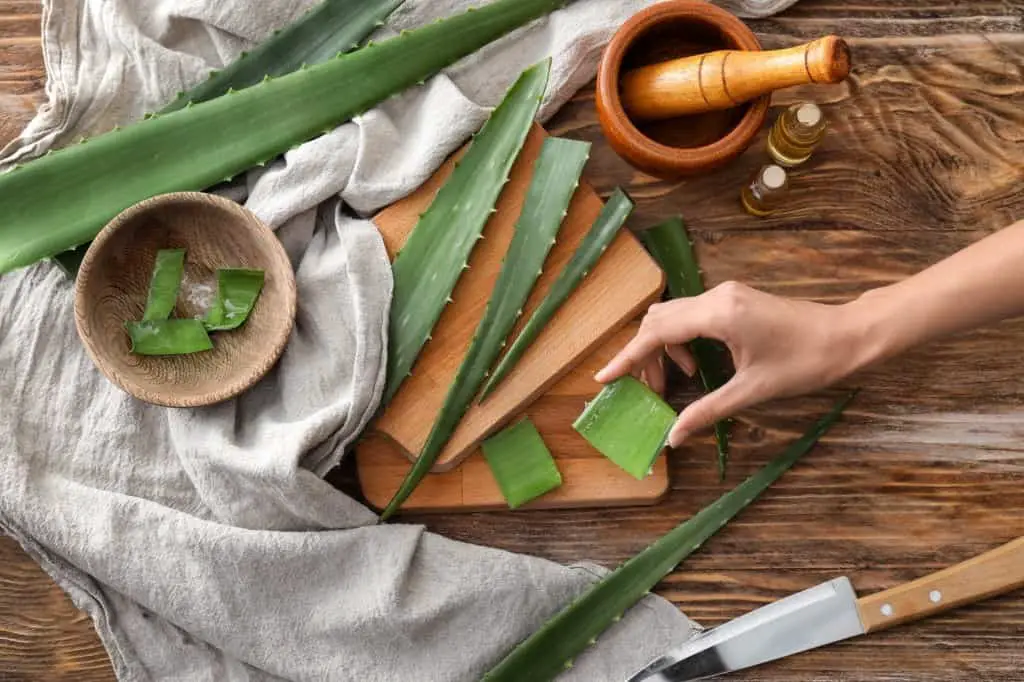 fresh aloe vera leaves