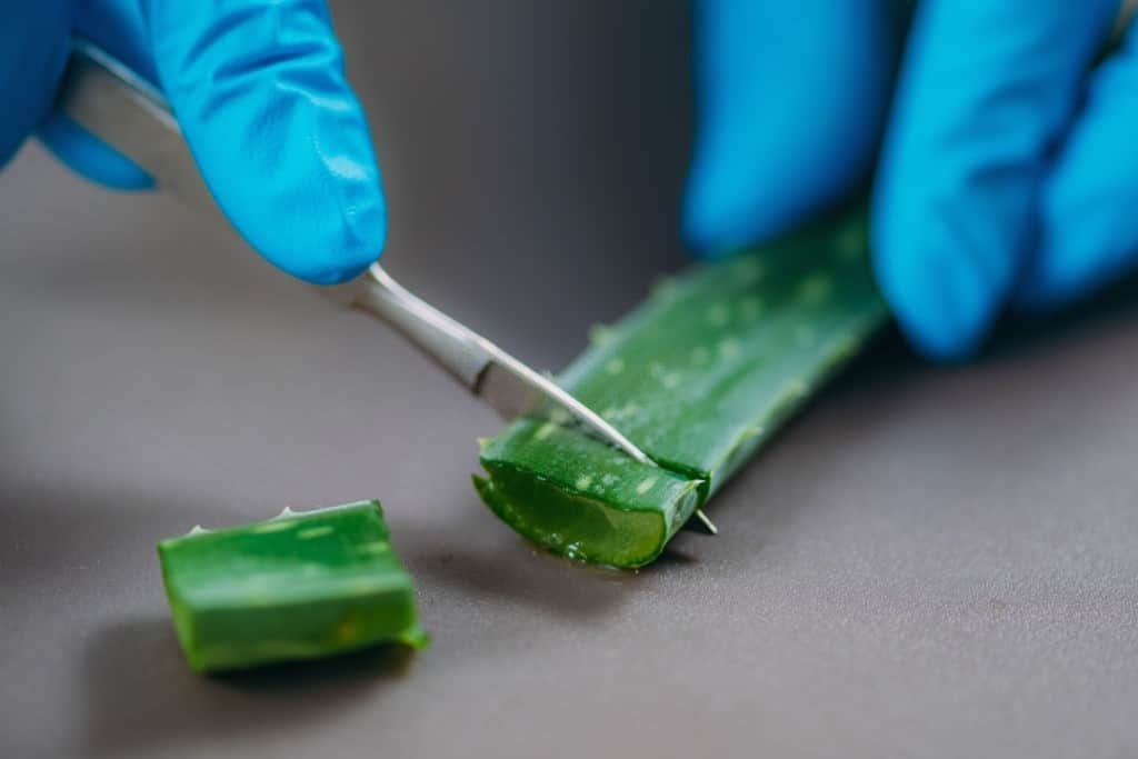 cutting aloe vera