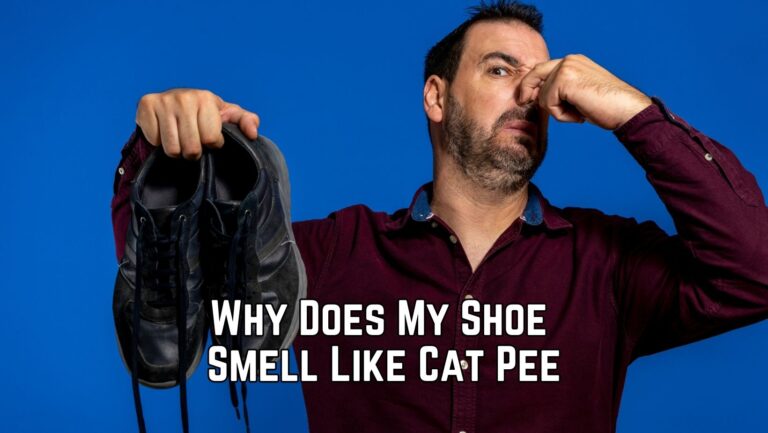 Why Does My Shoe Smell Like Cat Pee and Ammonia? [4 Reasons and 6 Tips]